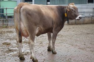 Giacomini V Zenit Zihlmann
